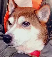 犬好き馬好き