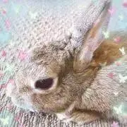 あかぽっちの画像
