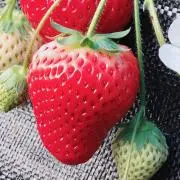 いちごの画像