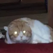 こーちゃんの画像