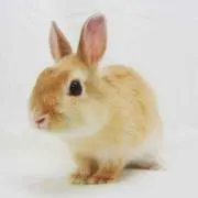 Syoka 取引できませんの画像