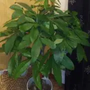 くーこ
