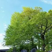 kAjiの画像