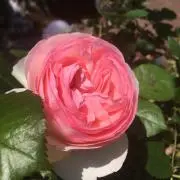 くまの画像