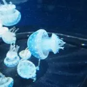 のりすけ