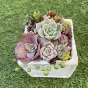 ライムの画像