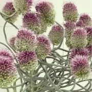 pomの画像