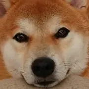 せんべいの画像