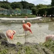さきの画像
