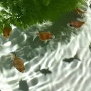もんち(´▽`)ノの画像