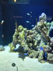 はっさく