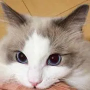 Royal Nの画像
