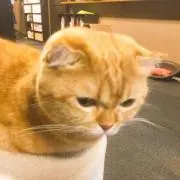 つんの画像