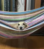 シンシン