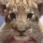Kの画像