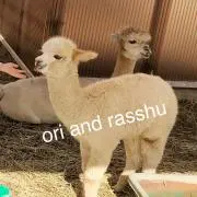 ＊maimai＊