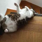 atikの画像
