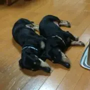 ハムカツの画像