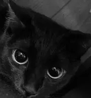 nyakichiの画像