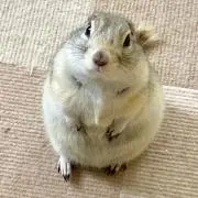 まるちゃんの画像