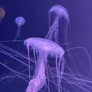 ナナの画像