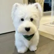 minoriの画像