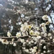はなの画像