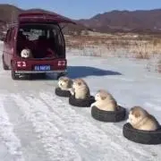 Iiii