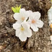 ことりの画像