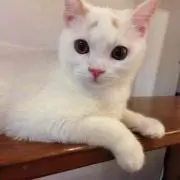 ペコリーの