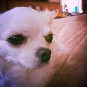 カイトの画像