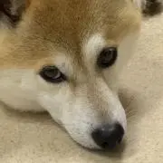 よしボーの画像