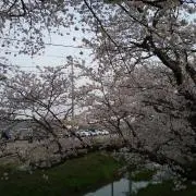 ひんの画像
