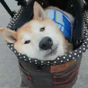 サンタロー ストアーの画像