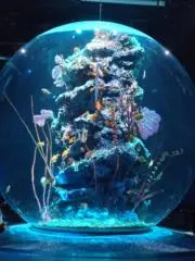 てぃけの画像