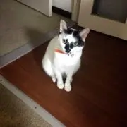 かわなおの画像