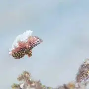 ベィリーの画像