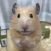 Aの画像