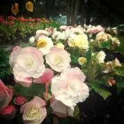Hello!の画像