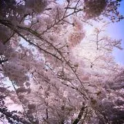 nococo.の画像