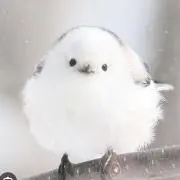 cherryの画像