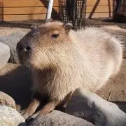 カピバラの画像