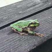こっじー