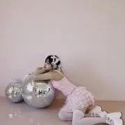 ぺんぎんの画像