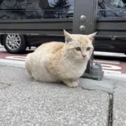 Ichikaの画像