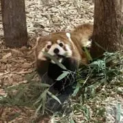 ぽの画像