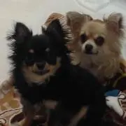 またむね