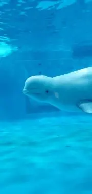 cyon1の画像