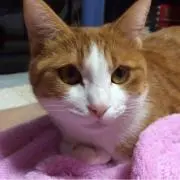 ねこりん☆
