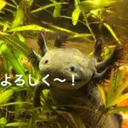 ばはらな[プロフ見て下さいネ]の画像